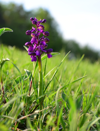Wild orchids in the meadow. Orchis morio or Green-winged orchid. Widespread throughout Europe.  Endangered species. On the Red list.の写真素材