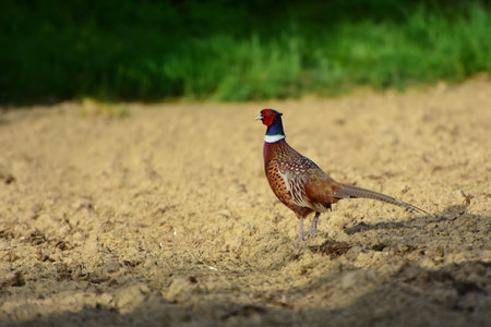 Wild male pheasant in agricultural field. The common pheasant, Phasianus colchicus, is a bird in the...
