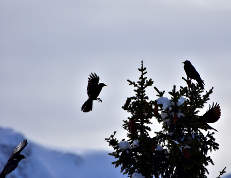 Black birds in action. Flying and sitting birds on the spruce tree in winter time. With copy space and cloudy, grey sky in the background.の写真素材