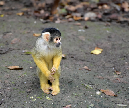 Sajmiri, Saimiri boliviensis. Tiny squirrel monkey sitting on the ground in autumn time. Slovenia, Zoo Ljubljana, October 2018.の写真素材