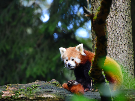 Red panda, Ailurus fulgens, on the branch of tree. Very cute beast.の写真素材