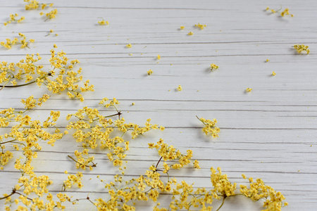 Dry, yellow flowers of Sambucus, elder or elderberry, on the white, wooden table. With space for...