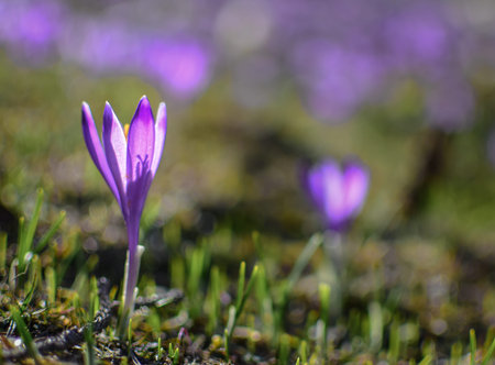 Beautiful purple spring flowers on the hills Velika planina in Slovenia. Purple crocus from close....