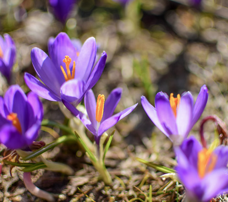 Beautiful purple spring flowers on the hills Velika planina in Slovenia, Kamnik Alps. Purple crocus, Crocus sativus, from close.の写真素材