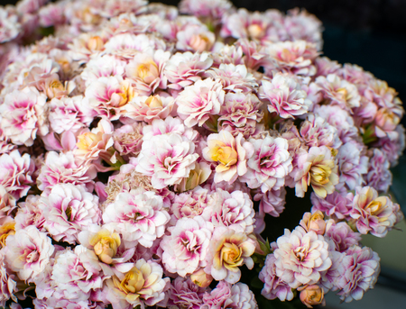 Close-up photo of a many small blossom in white, pink and dirty yellow colors. The flowers are all over the photo. Outdoor photo in natural light.の写真素材