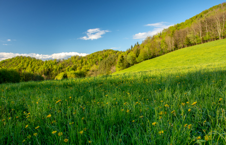 Spring time landscape with meadow full of yellow dandelion flowers. In the background is forest in vivid colors of leaves and blue sky with a few white clouds.の写真素材