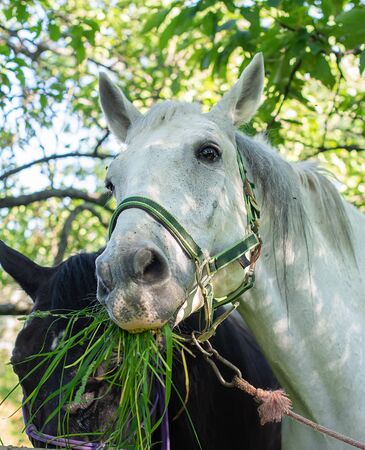 Portrait of cute white horse while she eating the green and fresh grass. Vertical, outdoor photo. A wonderful animal, big pet.の写真素材