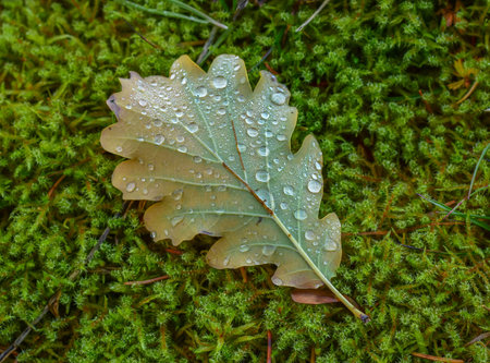 Leaf of oak on the green moss with morning dew on it. In autumn colors.