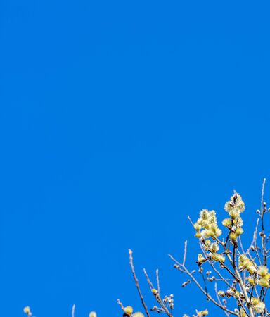 Salix Caprea.  Branches of flowering willow against the clear blue sky.  Vertical, minimalism photo with a lot of copy space.の写真素材