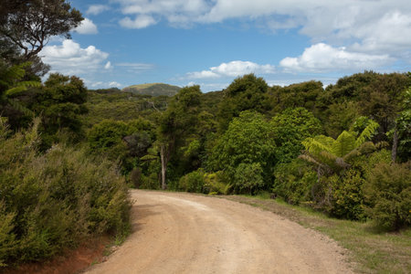 Dirt Road, Left Bend - Green lush trees and bushes along the road.