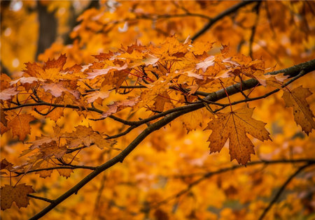 Close-up of vibrant orange maple leaves and dark branches, capturing the rich colors and textures of...