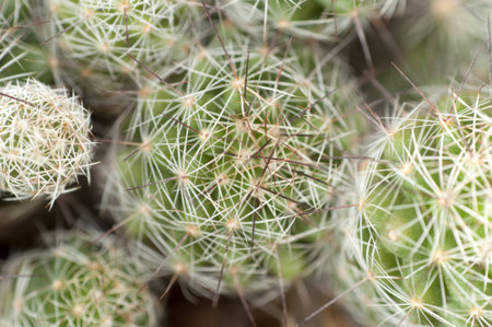Cactus