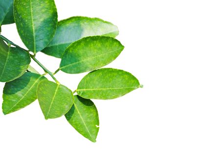 Green leaves on a white backgroundの写真素材