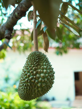 Durian balls on the tree Is ripe for harvest in this year