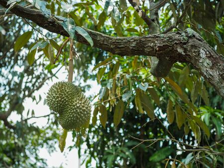 Durian balls on the tree Is ripe for harvest in this yearの写真素材
