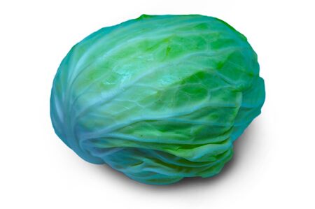 Cabbage on a white backgroundの写真素材