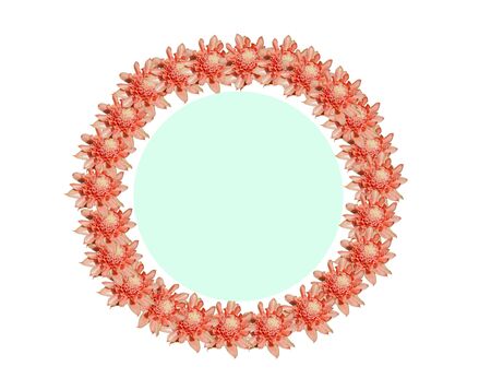 Round flower frame Made of pink flowers separated from a white background Suitable for adding text or images.Natural concepts.Pink concept.の写真素材