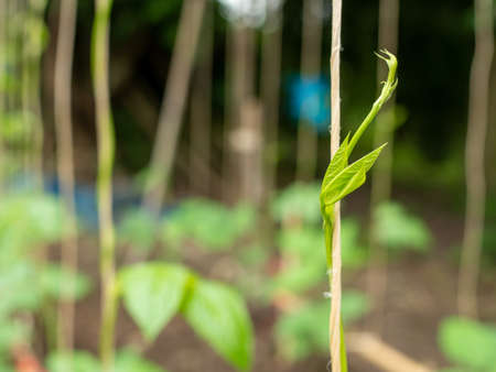 Abstract plant swirl green leaf on blure background. environment concept. Concept of environmental protection.の写真素材