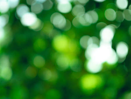 Abstract circular light bokeh background. Green leaves bright colors yellow light shining. Abstract background conceptの写真素材