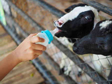 Boy feeding a goat milkの写真素材