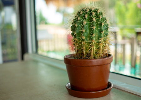 A close up of a cactus On a blurred background.の写真素材