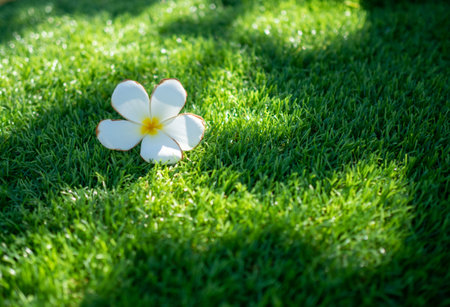 White flowers and green artificial grass are used for the background or texture.の写真素材