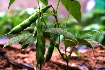Agriculture, beans,