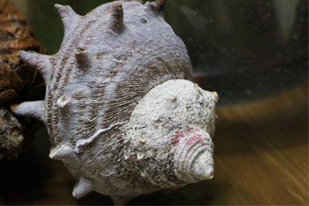 conchの写真素材