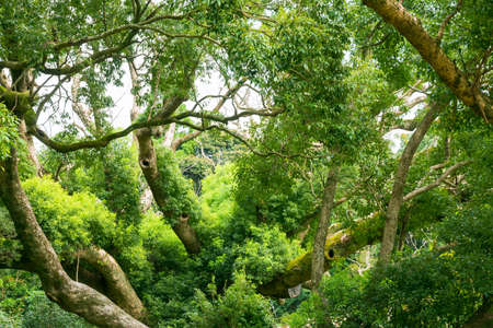 An old huge tree of the plant, Shimonoseki Ichikawa Tanakunisukuso Forest, Yamaguchi Prefectureの写真素材