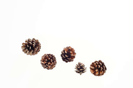 Pine cones, pine umbrellas, pine conesの写真素材