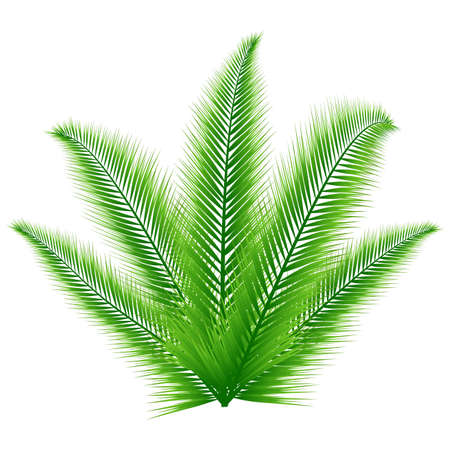 Palm leaves on white backgroundのイラスト素材