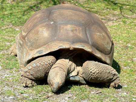 GIANT TORTOISE の写真素材