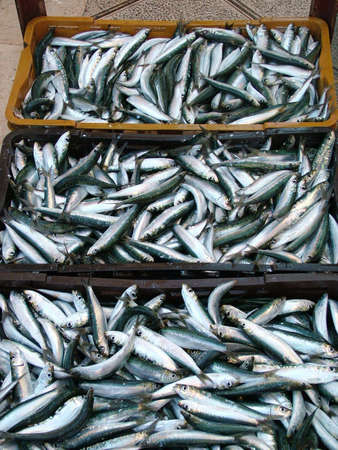 Fish in Boxes for Transport in Croatiaの写真素材