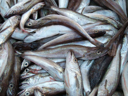Fresh Fish at the Fishmarket in Croatiaの写真素材