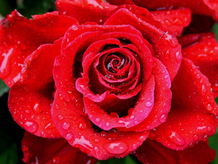 Red Rose with Dew in a gardenの写真素材