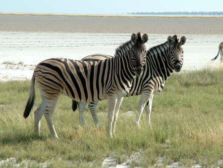 Zebras in Etosha National Park Namibia Africaの写真素材