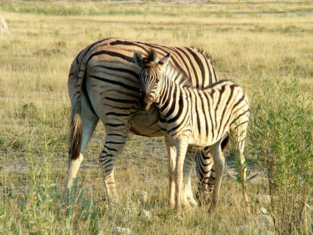 Zebras in Etosha National Park Namibia Africa の写真素材