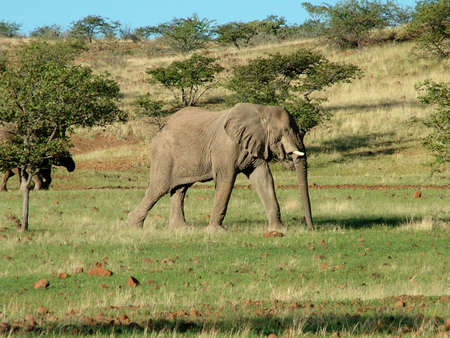 Elephant in Damaralandの写真素材
