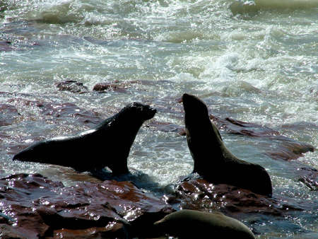 Seals in Cape Cross in Namibiaの写真素材