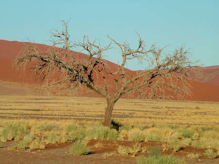 Namib Naukluft Desert の写真素材