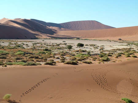 Dunes in the Desert in Namibia の写真素材