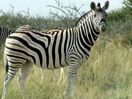 Zebra in Etosha National Park in Namibia Africaの写真素材