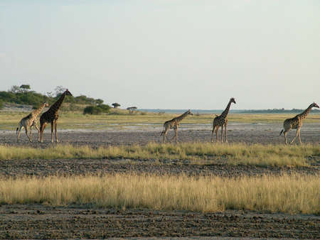 Giraffe Herd in Etosha National Parkの写真素材
