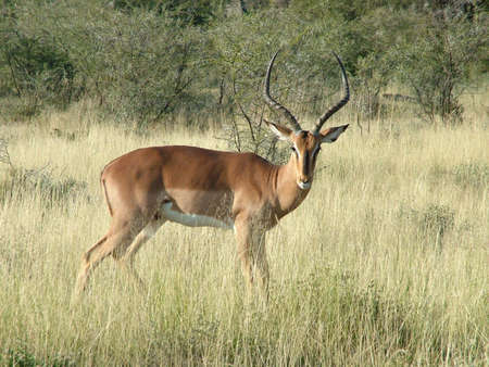 Springbok in Etosha Nationalparkの写真素材