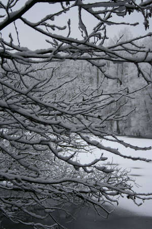 Twigs and Snow on a cold winter dayの写真素材