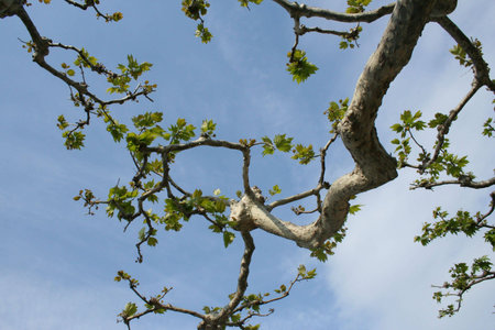 A branch of a tree