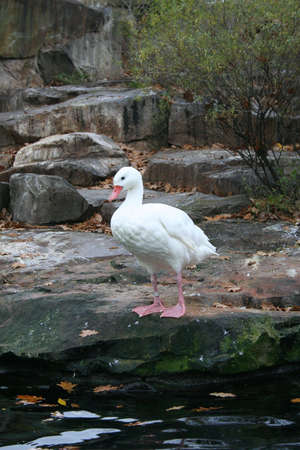 White Duck White Duck