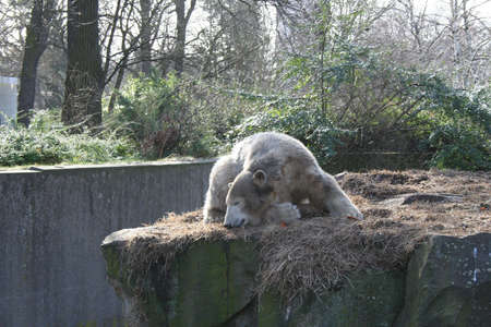 Knut the polarbear in Berlin Zooの写真素材