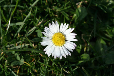 Erigeron divergensの写真素材