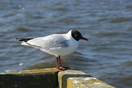 Seagullの写真素材